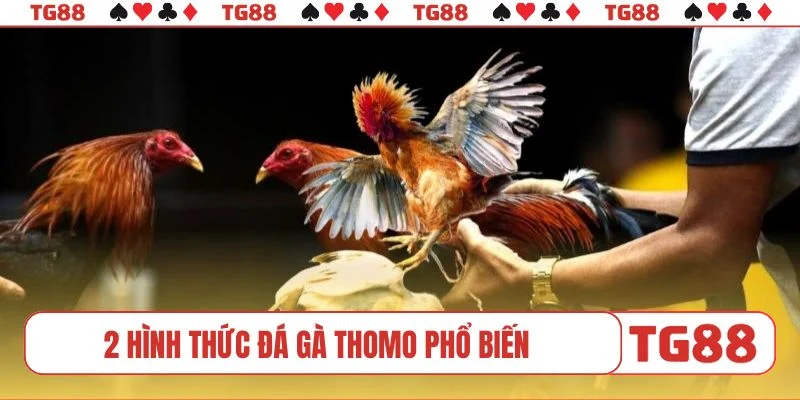 2 hình thức đá gà Thomo phổ biến