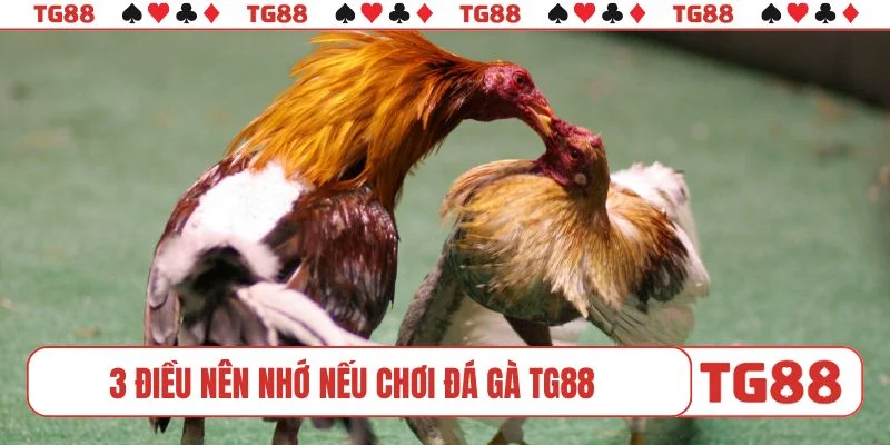 3 điều nên nhớ nếu chơi đá gà TG88