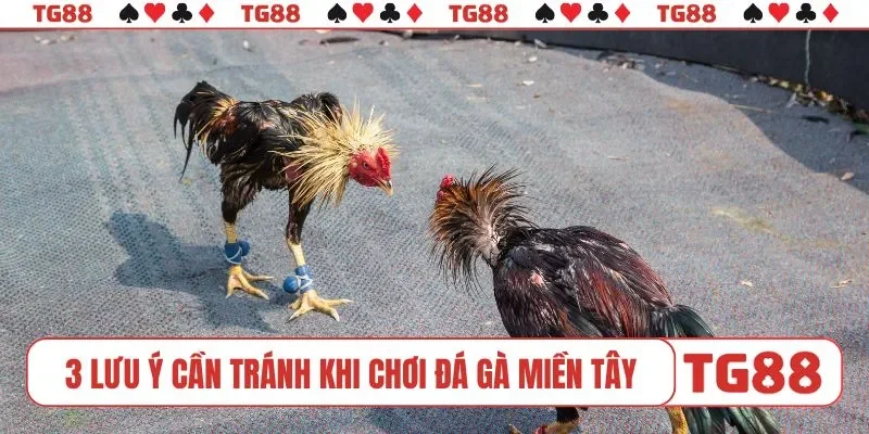 3 lưu ý cần tránh khi chơi đá gà miền Tây