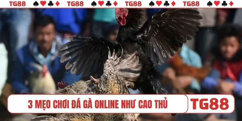 3 mẹo chơi đá gà online như cao thủ