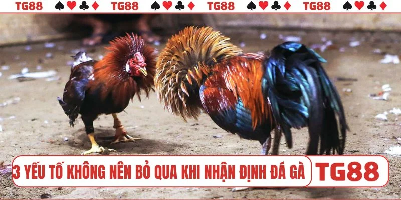 3 yếu tố không nên bỏ qua khi nhận định đá gà TG88