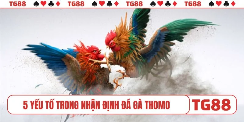 5 yếu tố quan trọng trong nhận định đá gà Thomo