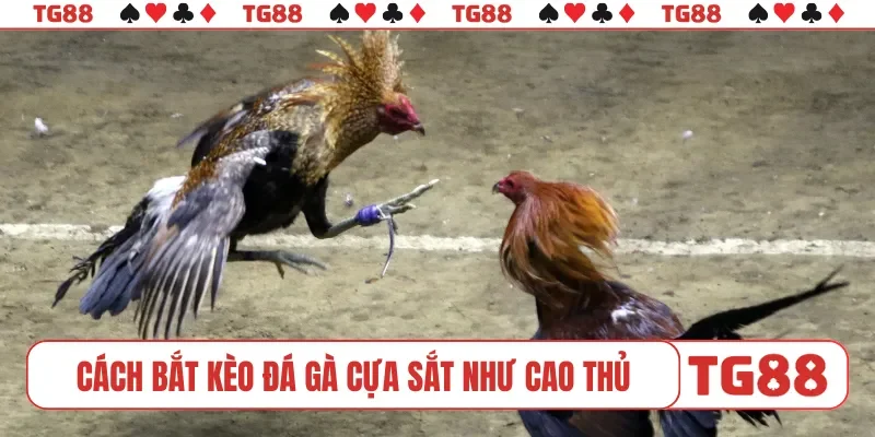 Cách bắt kèo đá gà cựa sắt như cao thủ