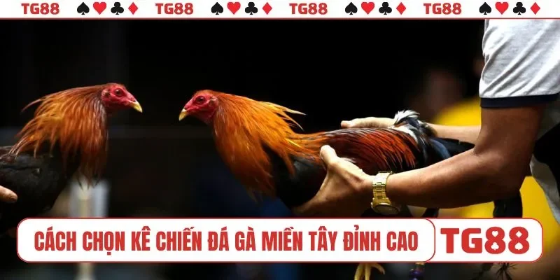 Cách lựa chọn kê chiến đá gà miền Tây đỉnh cao