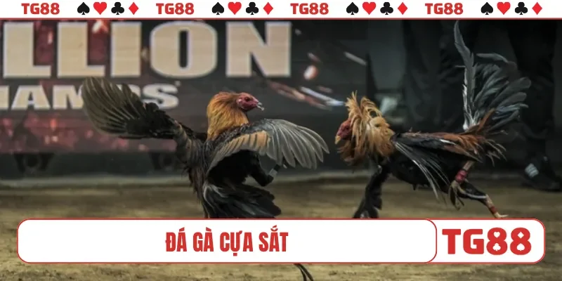 Đá gà cựa sắt