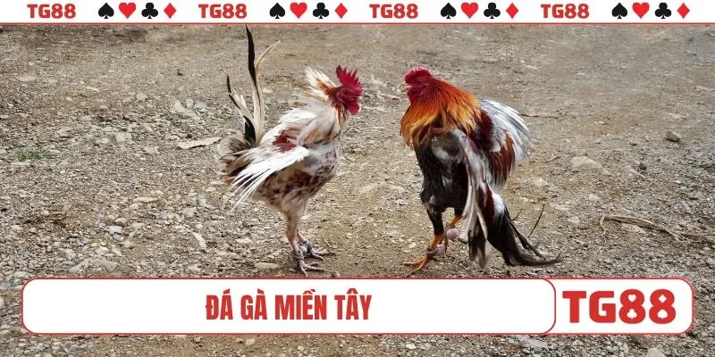 Đá gà miền Tây