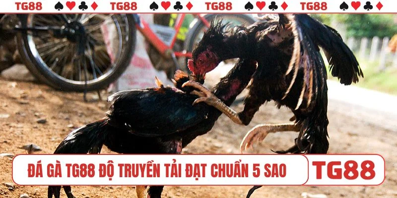 Đá gà TG88 độ truyền tải đạt chuẩn 5 sao