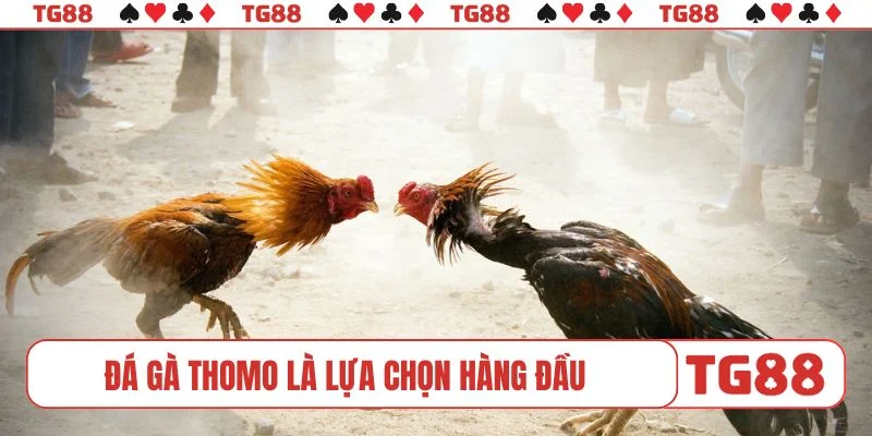 Đá gà Thomo là lựa chọn hàng đầu