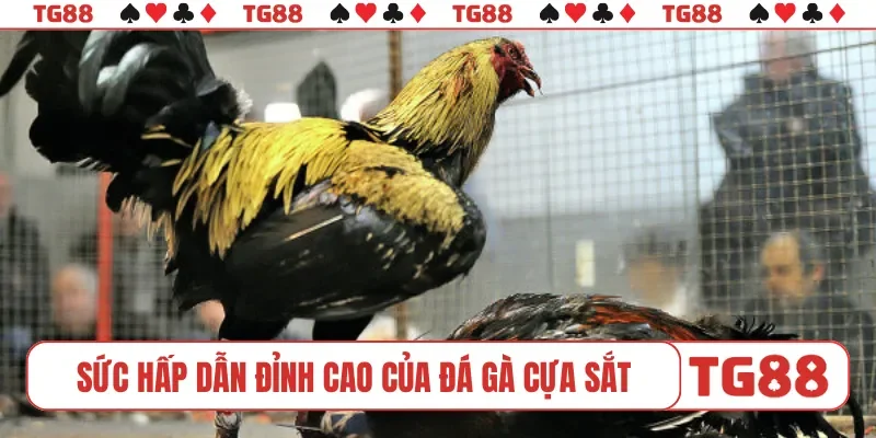 Sức hấp dẫn đỉnh cao của đá gà cựa sắt