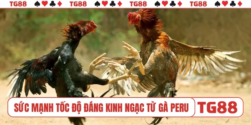 Sức mạnh tốc độ đáng kinh ngạc từ gà Peru