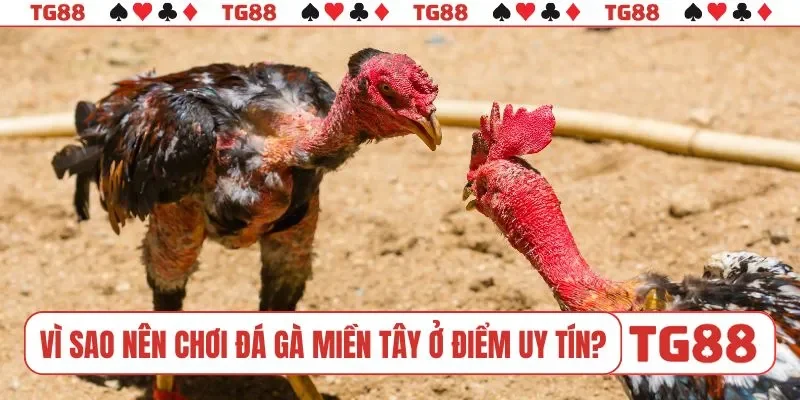 Vì sao nên chơi đá gà miền Tây ở địa điểm uy tín?
